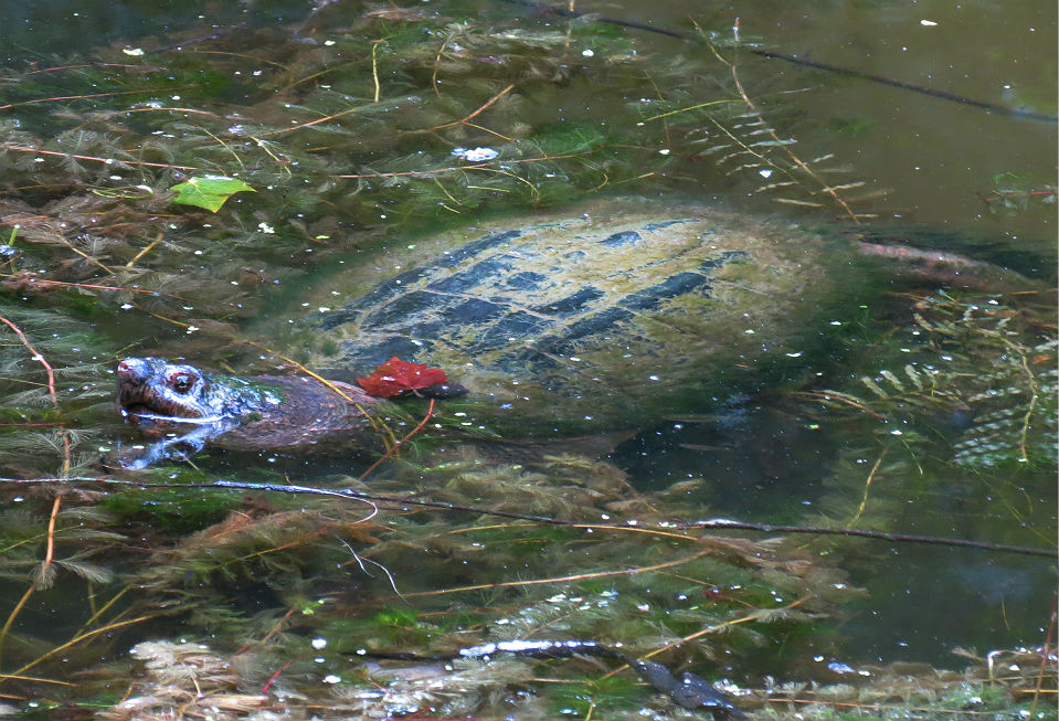 Common Snapping Turtle